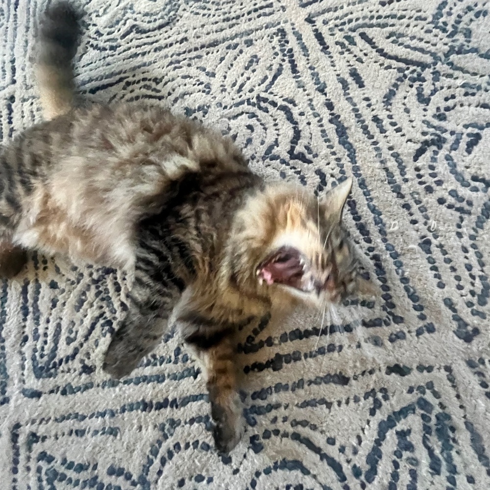 Meet your Posher, Karen